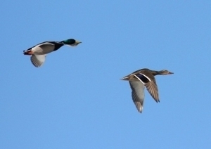 Duck Hunts